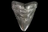 Large, Megalodon Tooth - Georgia #76477-1
